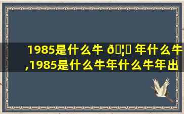1985是什么牛 🦈 年什么牛,1985是什么牛年什么牛年出生